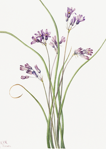 Wild Hyacinth Brodiaea pulchella 1927