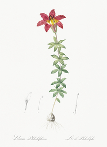 Wood lily illustration 