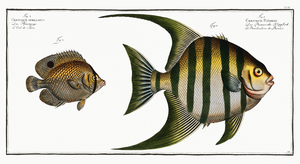 1. Chaetodon Plümieri 2. Chaetodon ocellatus