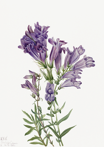 Rose Mallow Hibiscus moscheutos 1878