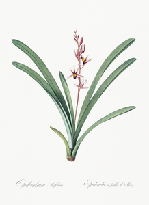 Boat orchid illustration 