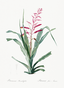 Pitcairnia bromeliaefolia illustration 