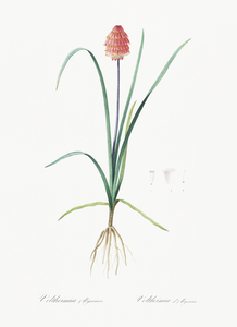 Veltheimia abyssinica illustration 