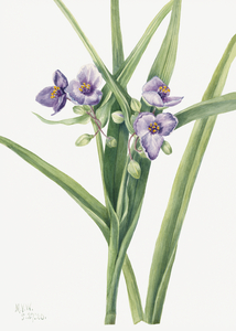 Virginia Spiderwort Tradescantia virginiana 1920