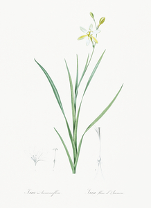 Slime Lily illustration 