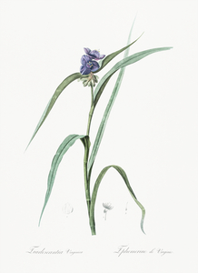 Virginia spiderwort illustration 