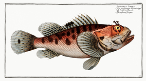 Poisonnet Grooper Scorpaena Scrofa