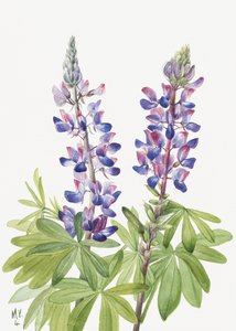 Lupine Lupinus fornosus 1935