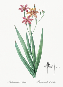 Blackberry Lily illustration 