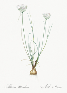 Cordyline fruticosa illustration 