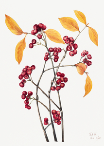 Red Chokeberry Aronia arbutifolia 1920