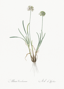Allium carolinianum illustration 