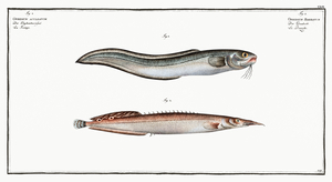 1. Ophidium Barbatum 2. Ophidium aculeatum