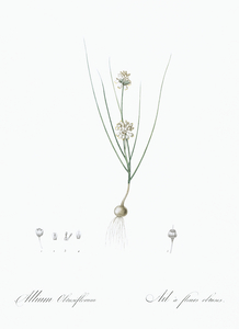 Allium obtusiflorum illustration 