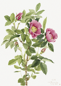 Bourgeau Rose Rosa bourgeauiana 1920