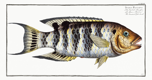 Streaked Gilt-head Sparus Fasciatus