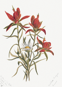 Indian Paintbrush Castilleja rhexifolia 1883