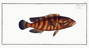 Boenack Bodianus Boenack