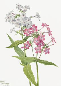 Perennial Phlox Phlox paniculata 1934