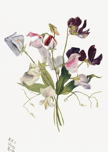 Flower Study 1886