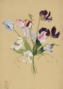 Flower Study 1886 