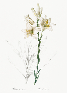 Madonna lily illustration 