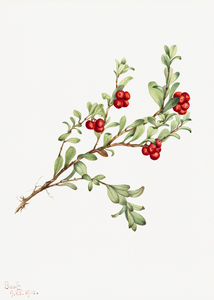 Bearberry Arctostaphylos uva-ursi 1916