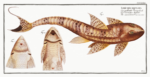 Maculated Cuirassier Loricaria maculata