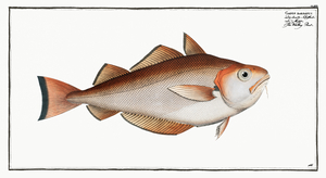 Whiting Pout Gadus Barbatus