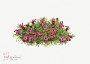 Moss Campion Silene acaulis 1924