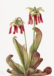 Parrot pitcherplant Sarracenia psittacina 1925