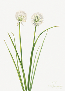 Northern Onion Allium sibiricum 1920