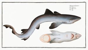 Tope or Pope Squalus Galeus