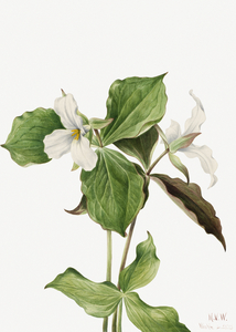 Large White Trillium Trillium grandiflorum 1923
