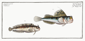 1. Butterfly-fish Blennius ocellaris 2. Blennius Gattorugine