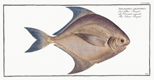 Silver-Pampel Stromateus argenteus