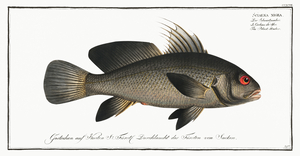 Black-Umber Sciaena nigra