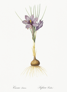 Crocus sativus illustration 