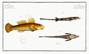 1. 2. Cottus monopterigius 3. Gobius Plümieri