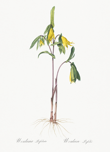 Uvularia perfoliata illustration 