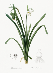 Summer snowflake illustration 