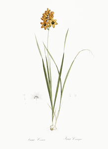Ixia conica illustration 