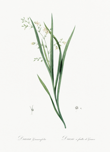 Diasia graminifolia illustration 