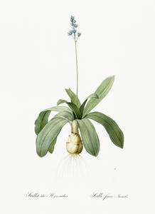 Scilla Lilio hyacinthus illustration 