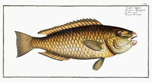 Green Parrot-fish Scarus viridis