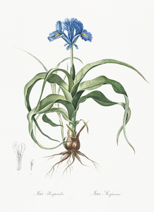 Iris scorpiodes illustration 