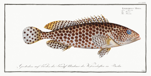 Merra Epinephelus Merra