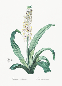 Eucomis punctata illustration 