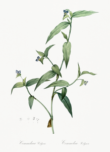 Canada lily illustration 