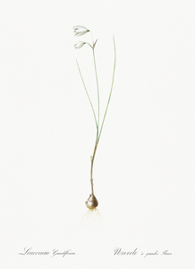 Snowbell illustration 